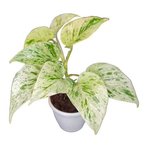 Epipremnum aureum marble queen