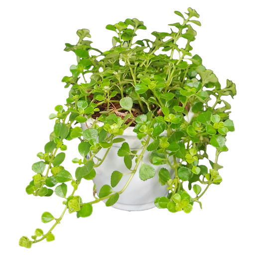बेबीज टियर्स, हेलक्सीन सोलीरोलिय 