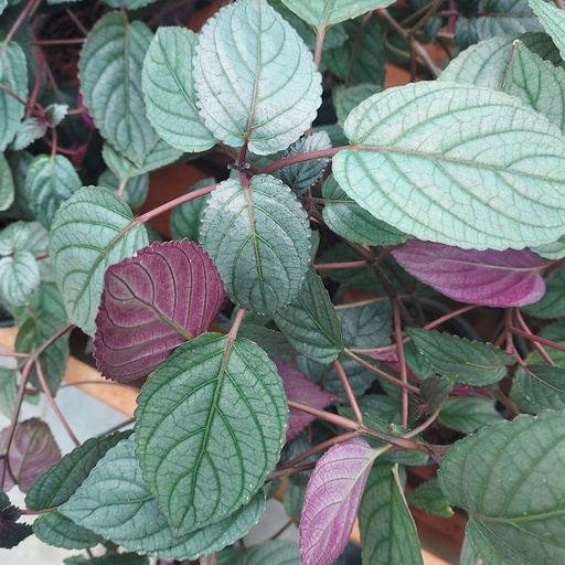 Flame ivy, Hemigraphis colorata