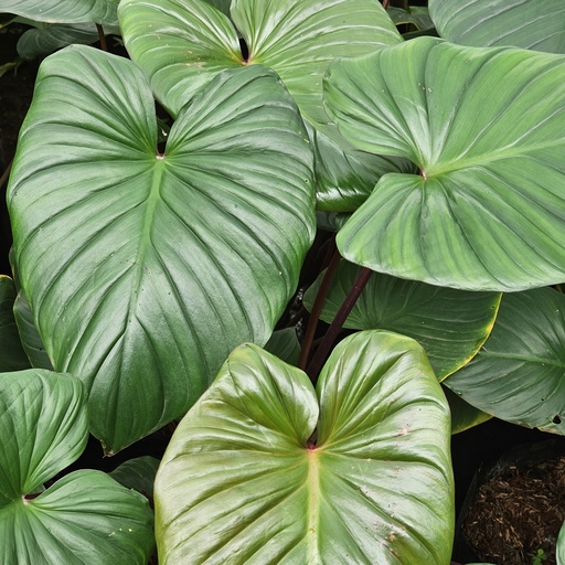 Queen of hearts, Homalomena rubescens
