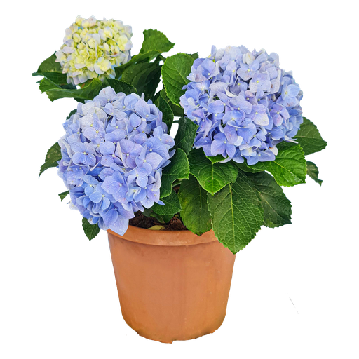 Hydrangea macrophylla
