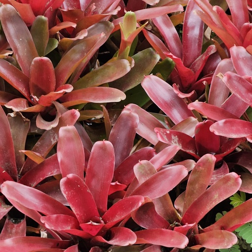 [PLBR NEFB PT 0010 785ml H010] Neoregelia fireball