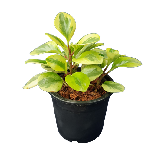 [PLFP PEOV PT 0010 785ml H008] Baby rubber plant, Peperomia obtusifolia variegated