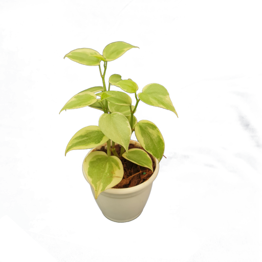 Peperomia scandens variegata