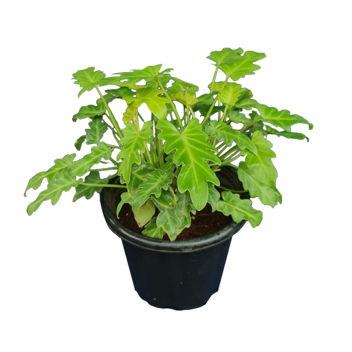 [PLFP PHGL PT 0021 6.5L H015] Philedendron xanadu golden