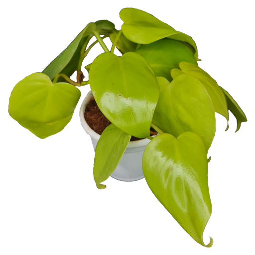 Oxy gold,  Philodendron scandens aureum