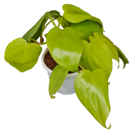 Oxy gold, Philodendron scandens aureum
