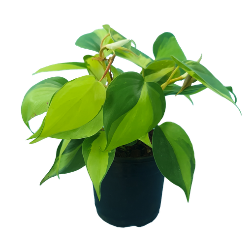Philodendron Brazil, Philodendron scandens variegata