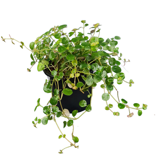 Pilea glossy, Pilea espresso