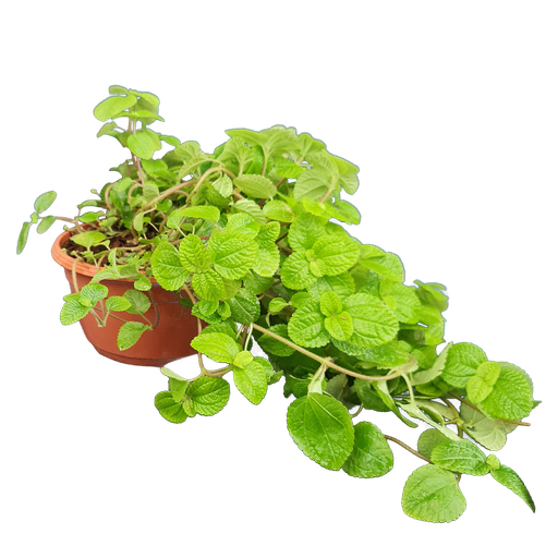 Creeping charlie, Pilea nummulariifolia