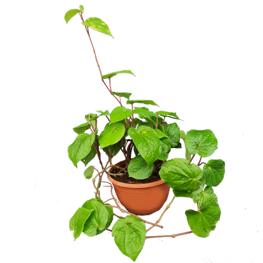 Kolkata paan, Piper betel