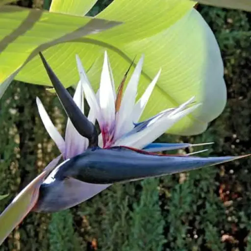 White bird of paradise, Strelitzia nicolai