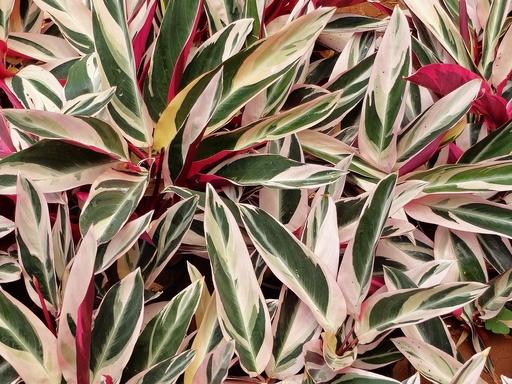 Prayer plant, Stromanthe sanguinea triostar