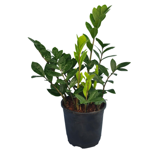 Green zamia, Zamioculcas zamiifolia green