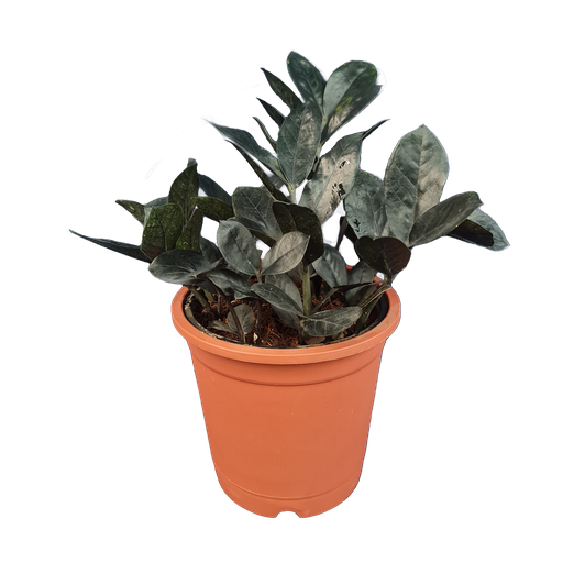 Black zamia, ZZ plants, Zamioculcas zamiifolia raven