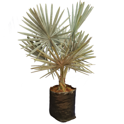 Silver Bismarckia Palm, Bismarckia nobilis 'silver'
