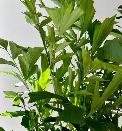 Fish tail palm, Caryota rumphiana