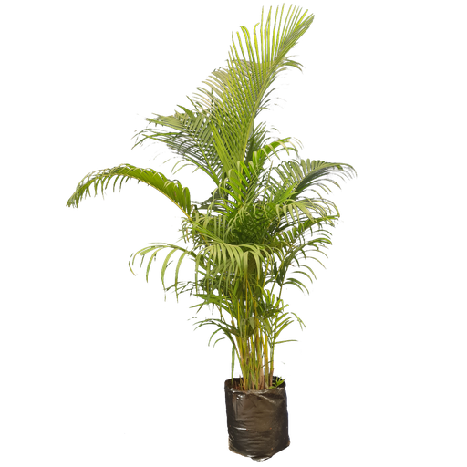 Areca palm, Dypsis lutescens