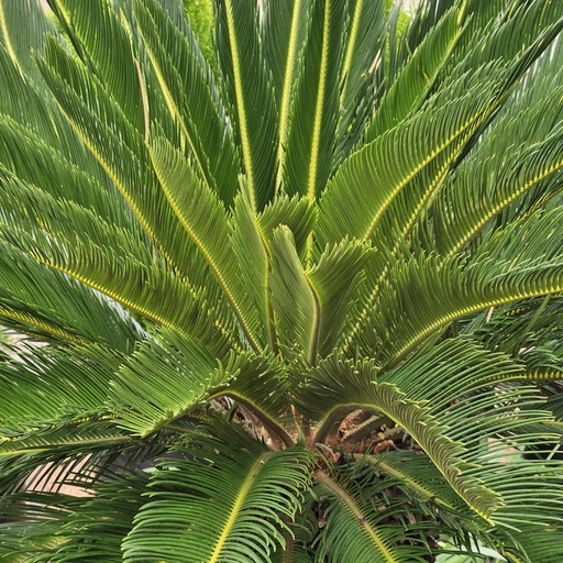 Sago palm, Cycas revoluta