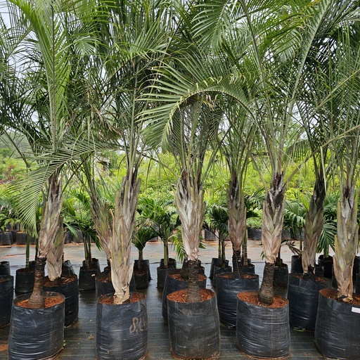 Triangle palm, Three-ranked palm, Triangular Palm, Dypsis decaryi