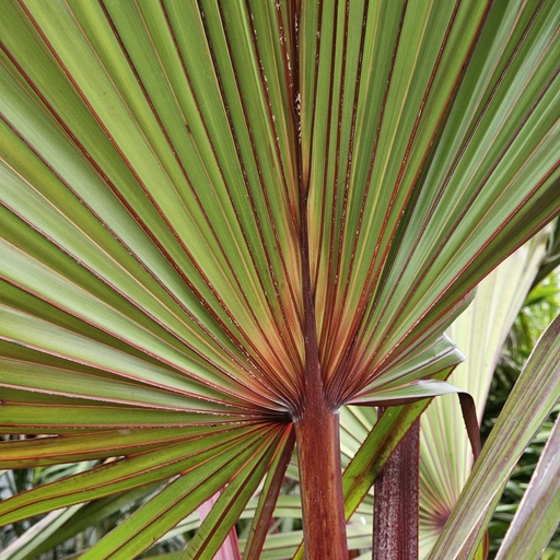 Red latan palm, Latania lontaroides