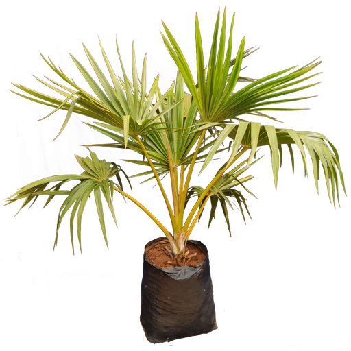 [PLPM LAVR BG 2525 61.5L H090 S090] येलो लटान पाम (लेटानिया वर्शफेल्टी)