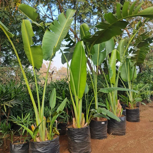 Traveller's palm, Ravenala madagascariensis