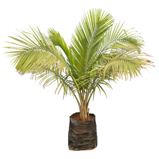 [PLPM RVRV BG 2525 61.5L H090 S090] Majesty palm, Ravenea rivularis