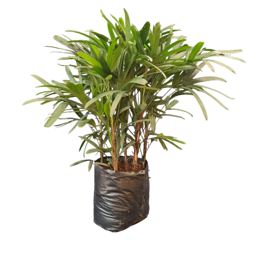 Lady palm, Rhapis Excelsa