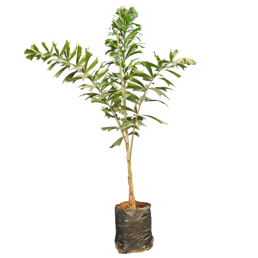 फॉक्सटेल पाम, वोडीटिया बाइफरकेटा