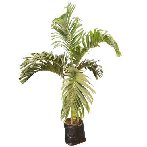 Manila palm, Adonidia merrillii