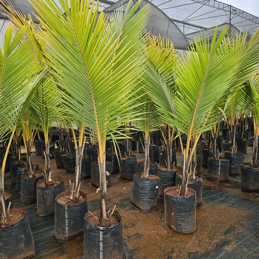 Coconut, variety Singapore golden, Cocos nucifera cultivator Singapore golden
