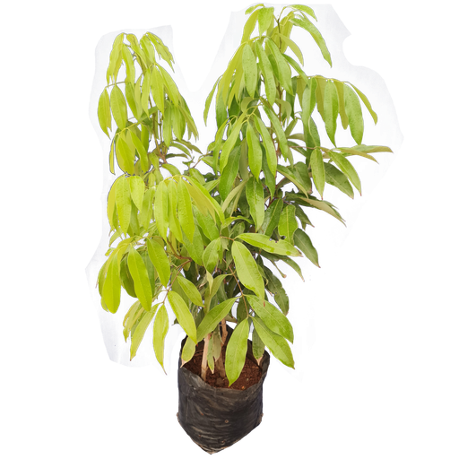 [PLFT LICH BG 1414 12.5L H045] Lychee, Lychee chinensis