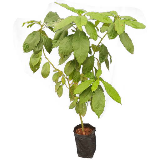 Avacado,Persea americana