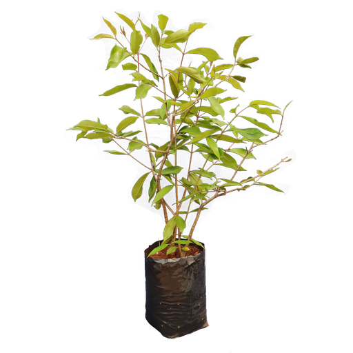 Jambul, Syzygium cumini