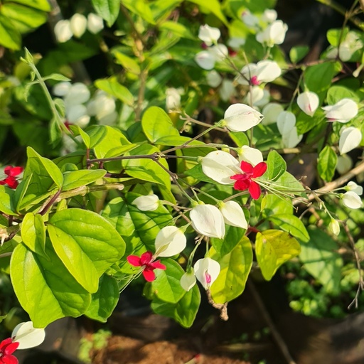 Bleeding heart vine, Clerodendrum thomsoniae
