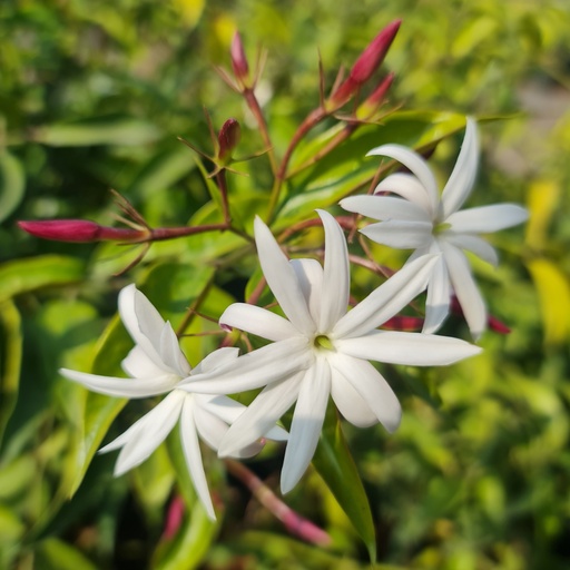 Kundh, Jasminum laurifolium
