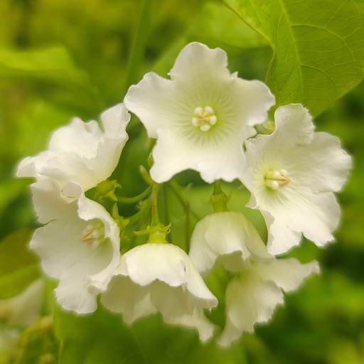 Chandani, Bread flower, Vallari glabra
