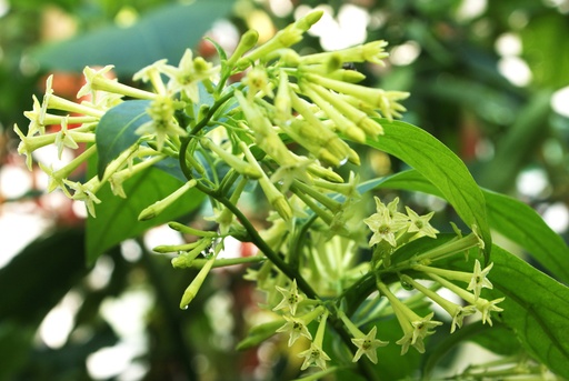 Ratrani, Cestrum nocturnum