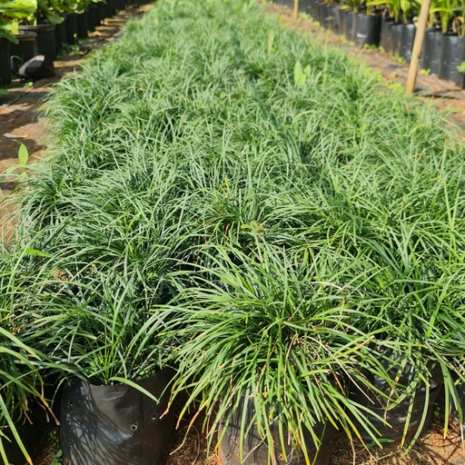 Mondo grass, Ophiopogon japonicus
