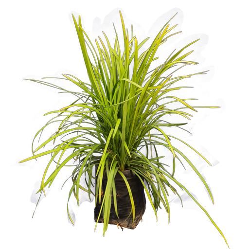 Ribbon grass, Ophiopogon jaburan green