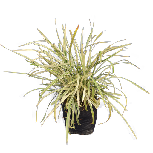 Ribbon grass, Ophiopogon jaburan 'Vittatus'
