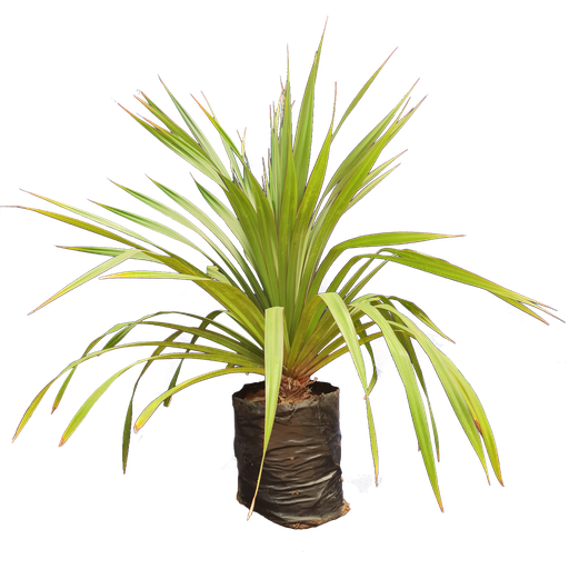 Screw pine, Pandanus utilis