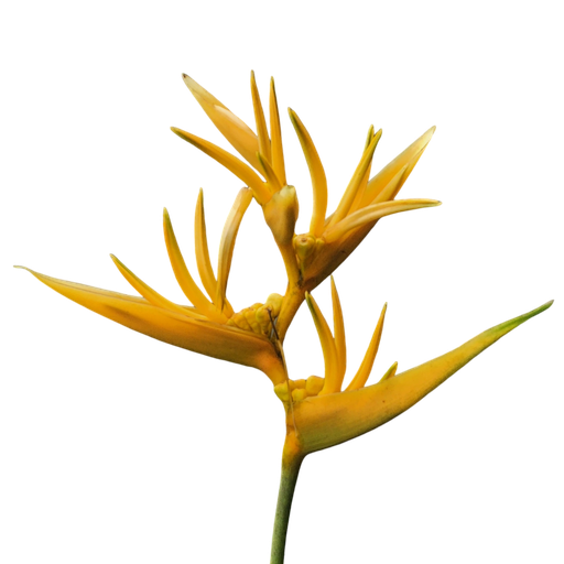 Golden torch, Heliconia psittacorum x spathocircinata