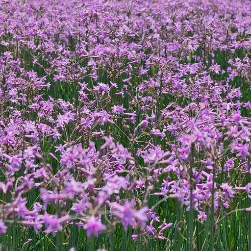 Garlic lily, Tulbaghia violacea