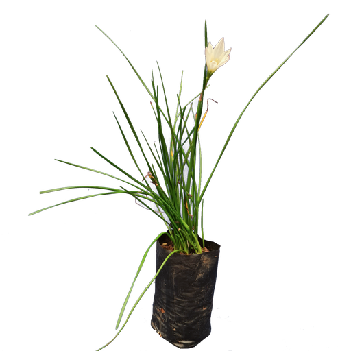 [PLLL ZECA BG 0507 760ml H008] White Rain lily, Zephyranthes candida
