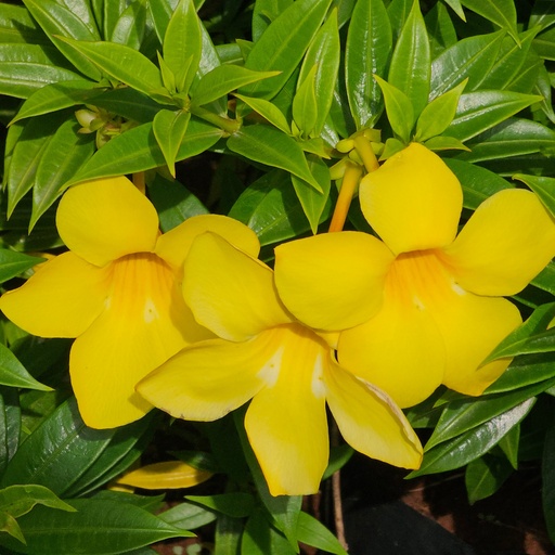 Bush allamanda, Allamanda schottii compacta