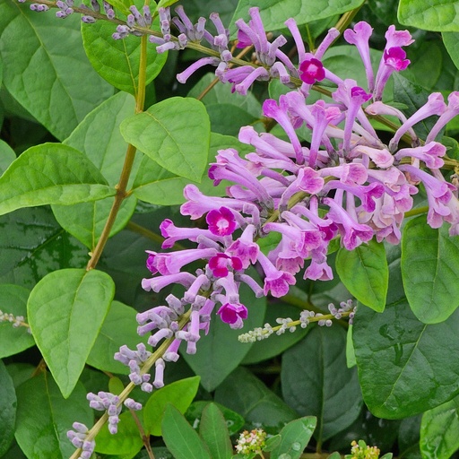 बटरफ्लाई बुश , बुद्धलेजा डेविडी