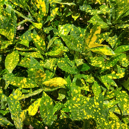 Croton, Codianeum variegatum gold dust