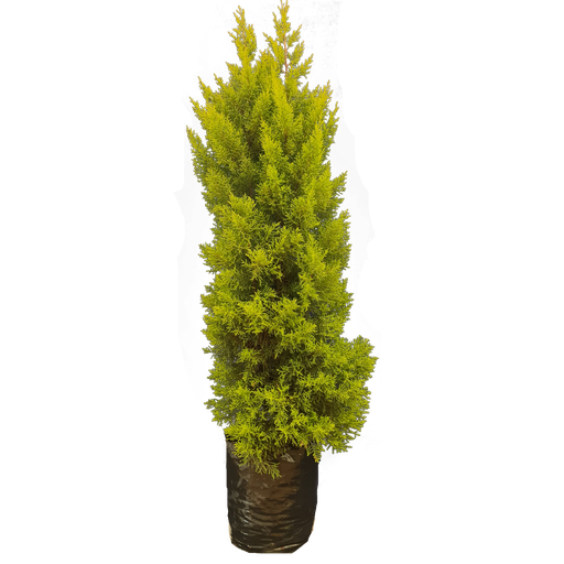 Cupressus golden , Cupressus macrocarpa